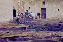 Image du Maroc Professionnelle de  Marrakech est renommé par sa maroquinerie, cette ville touristique du Maroc dispose de plusieurs tanneries qui sont isolé des souks de la ville, le quartier des tanneurs est un endroit pittoresque où on découvre les secrets de la technique de travail du cuir exécuté par les familles locales depuis des générations, Mercredi 18 Août 1982. (Photo / Abdeljalil Bounhar) 